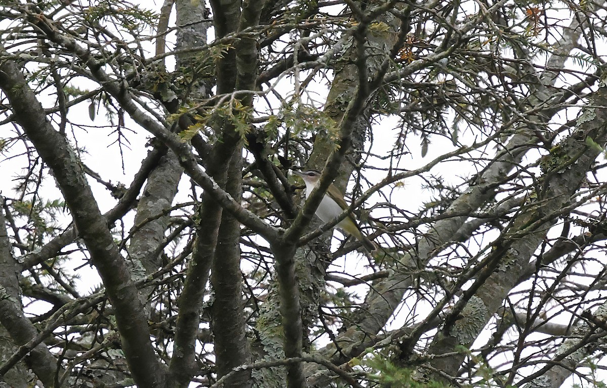 Vireo begigorria - ML642057107