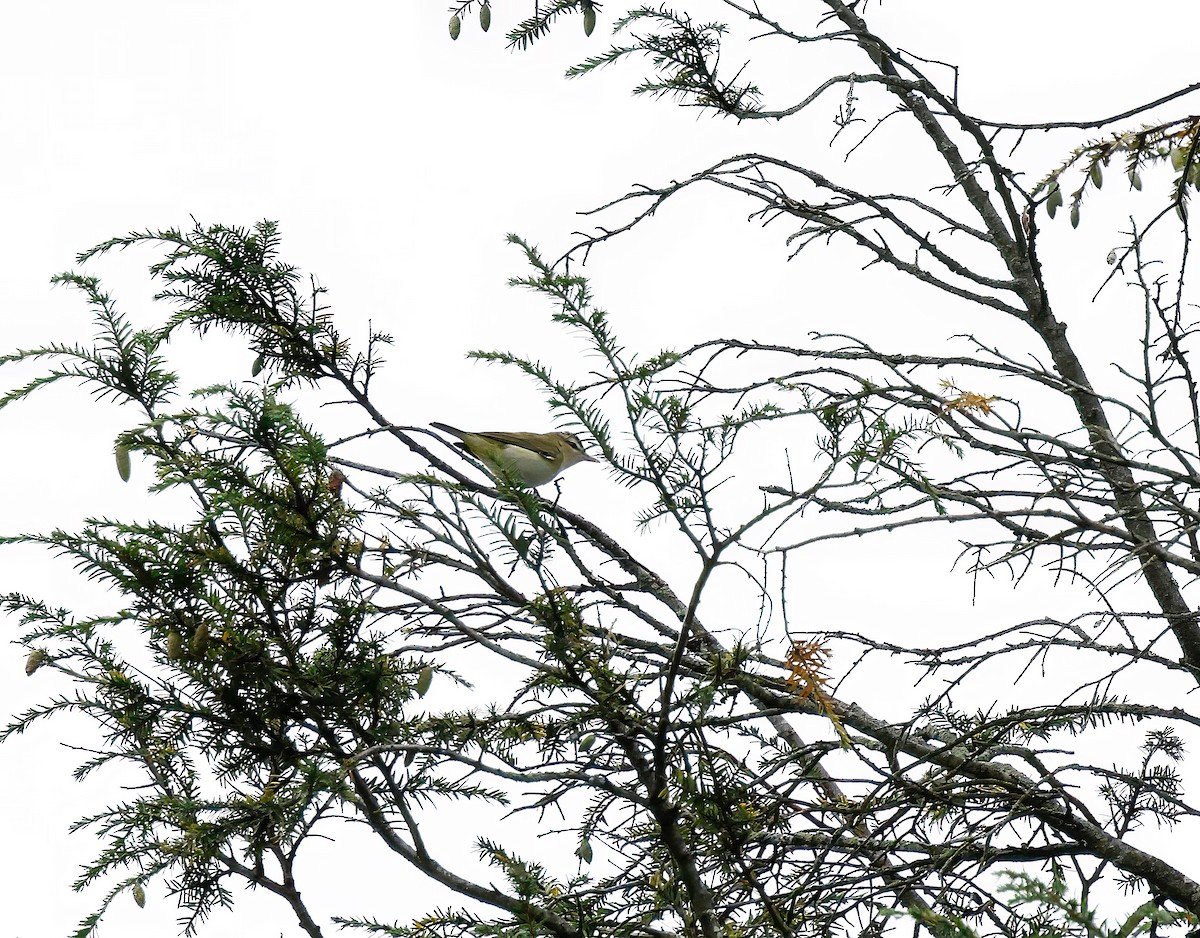 Vireo begigorria - ML642057108