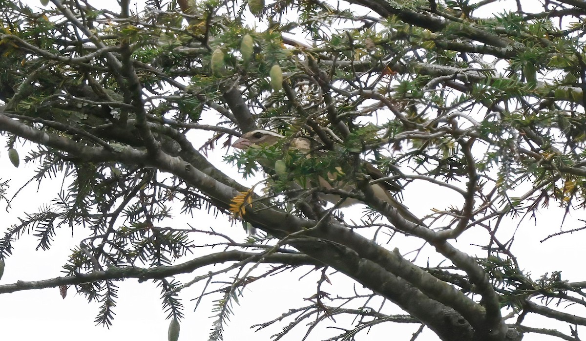 Vireo begigorria - ML642057109