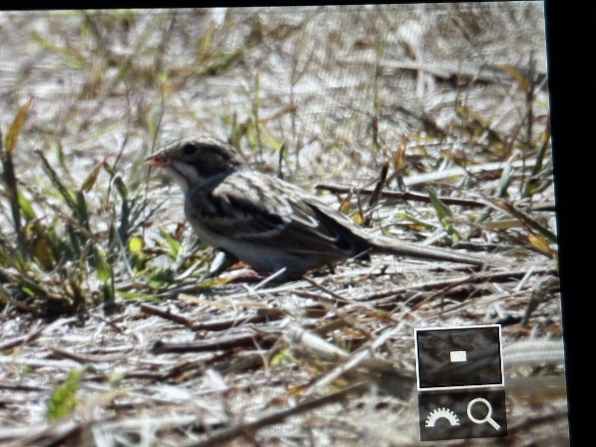 Clay-colored Sparrow - ML642057111
