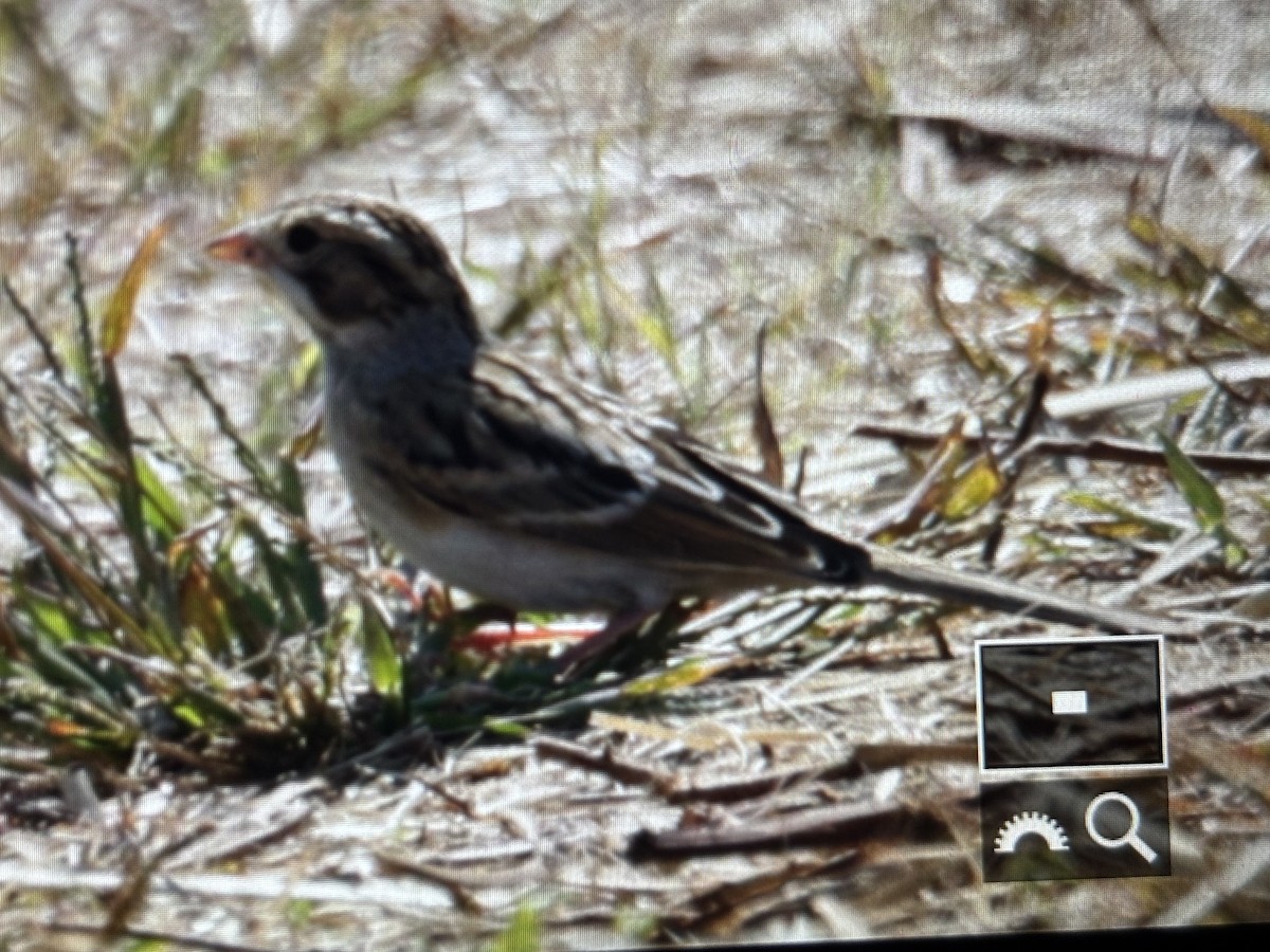 Clay-colored Sparrow - ML642057112