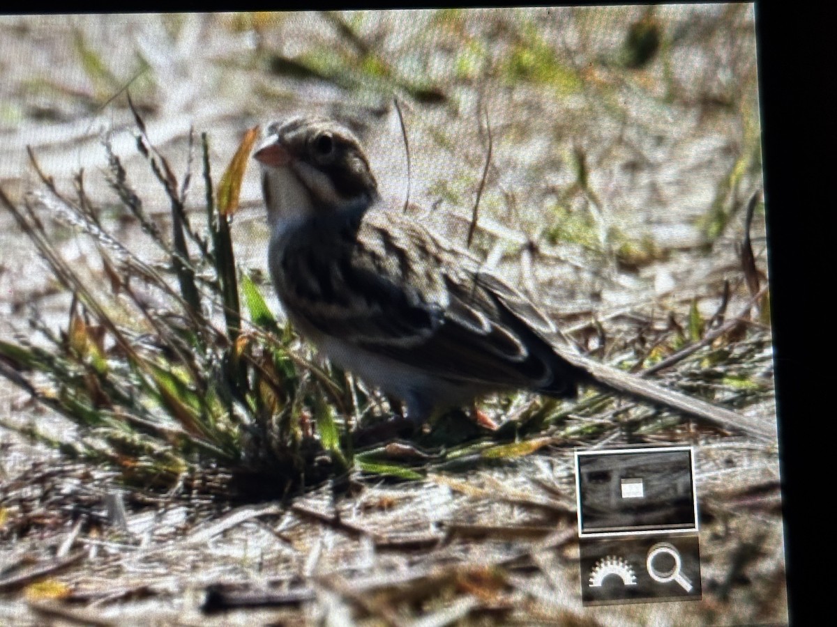 Clay-colored Sparrow - ML642057113
