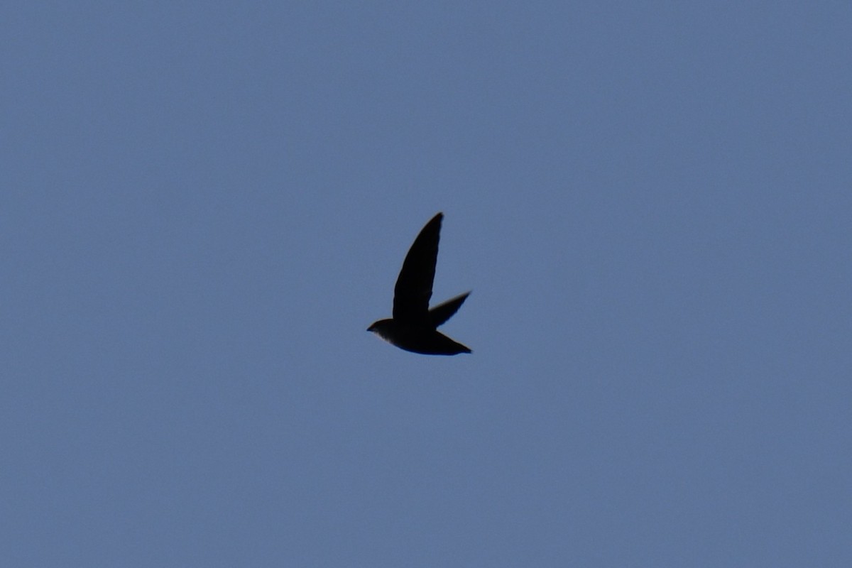 Chimney Swift - ML642057114