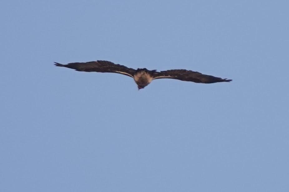 øregribb - ML642057116