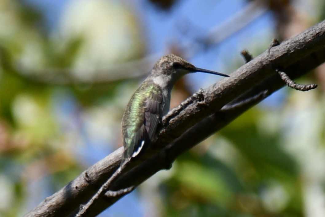 Black-chinned Hummingbird - ML642057132