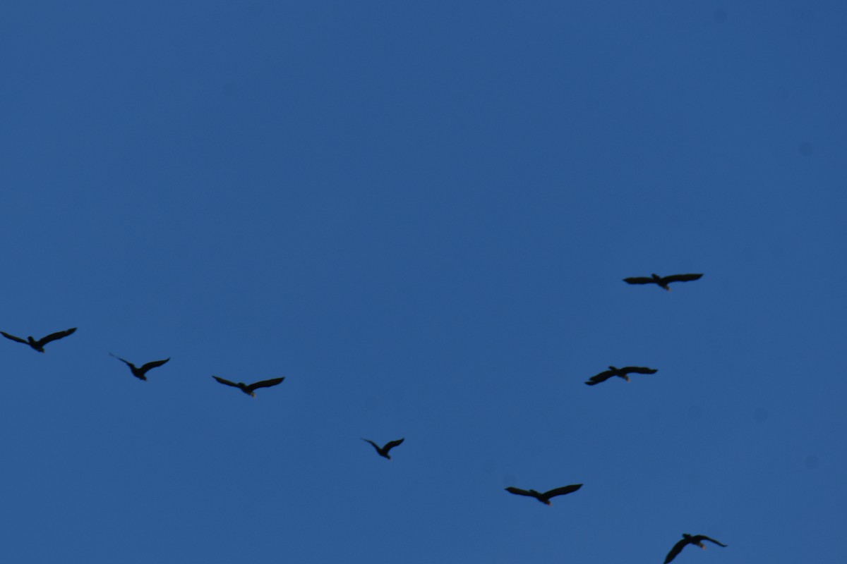 Double-crested Cormorant - ML642057148