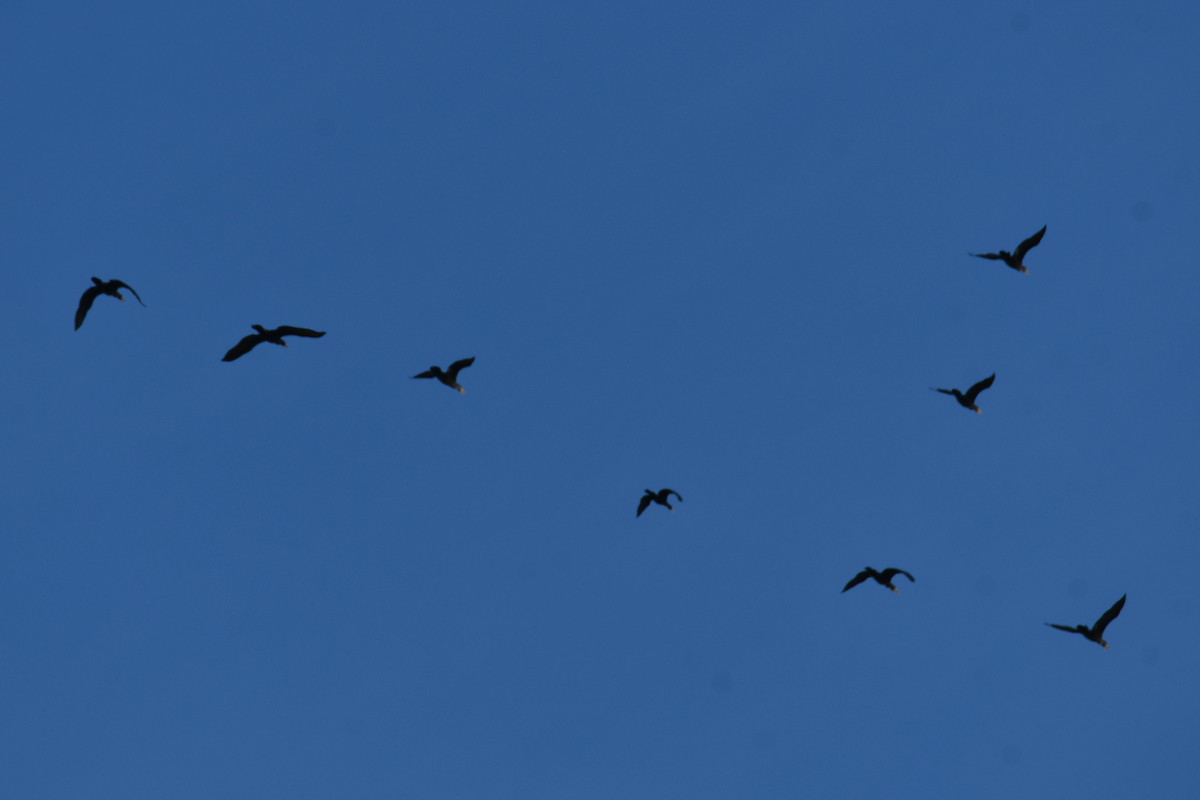 Double-crested Cormorant - ML642057149