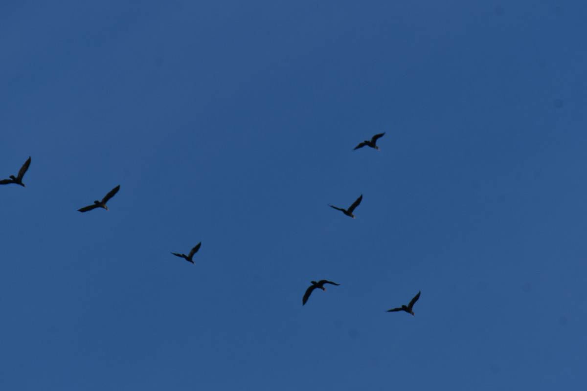 Double-crested Cormorant - ML642057150