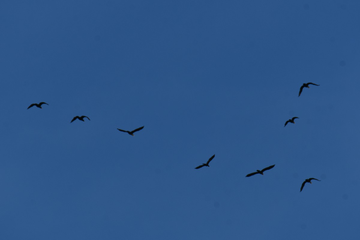 Double-crested Cormorant - ML642057151