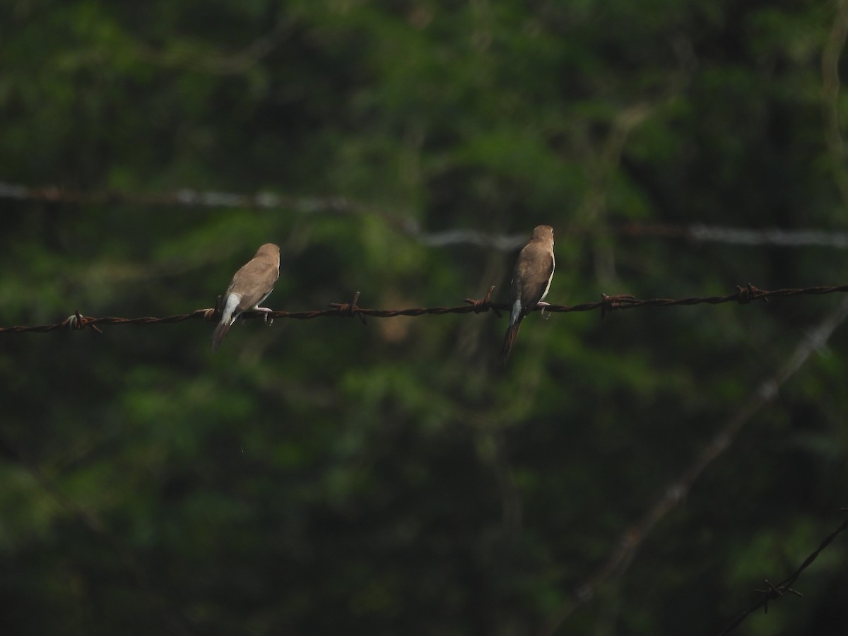 Indian Silverbill - ML642057161