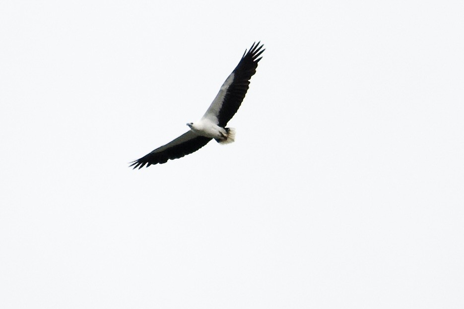 White-bellied Sea-Eagle - ML642057164