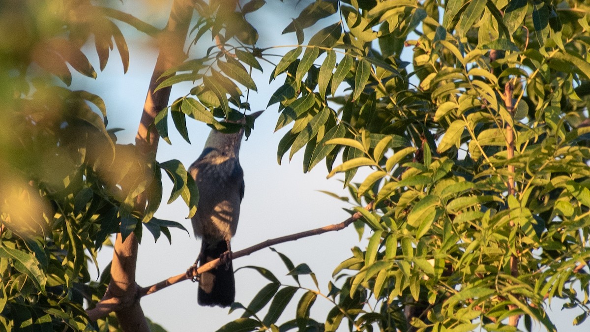 Woodhouse's Scrub-Jay (Woodhouse's) - ML642057166