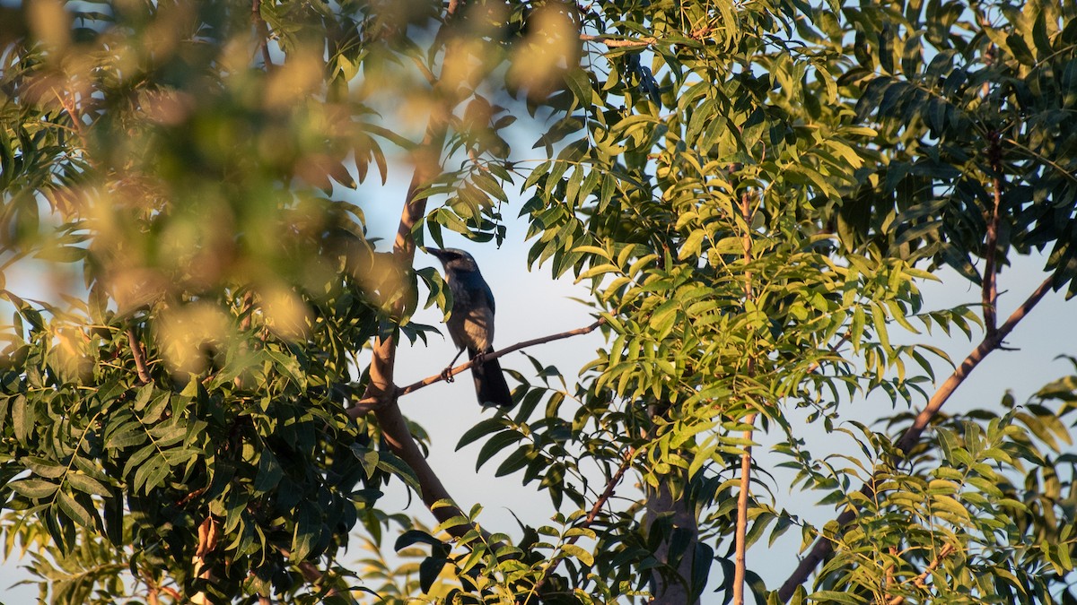 Woodhouse's Scrub-Jay (Woodhouse's) - ML642057168