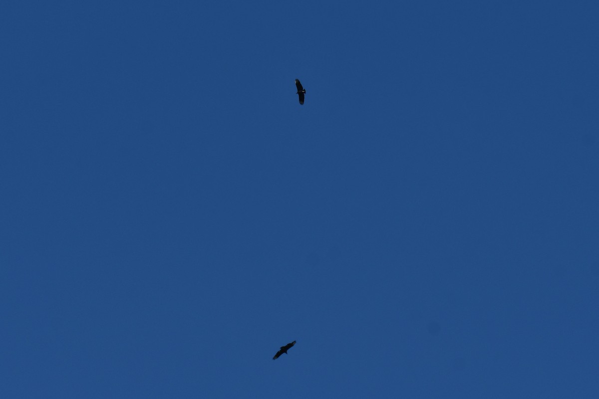 Black Vulture - ML642057169