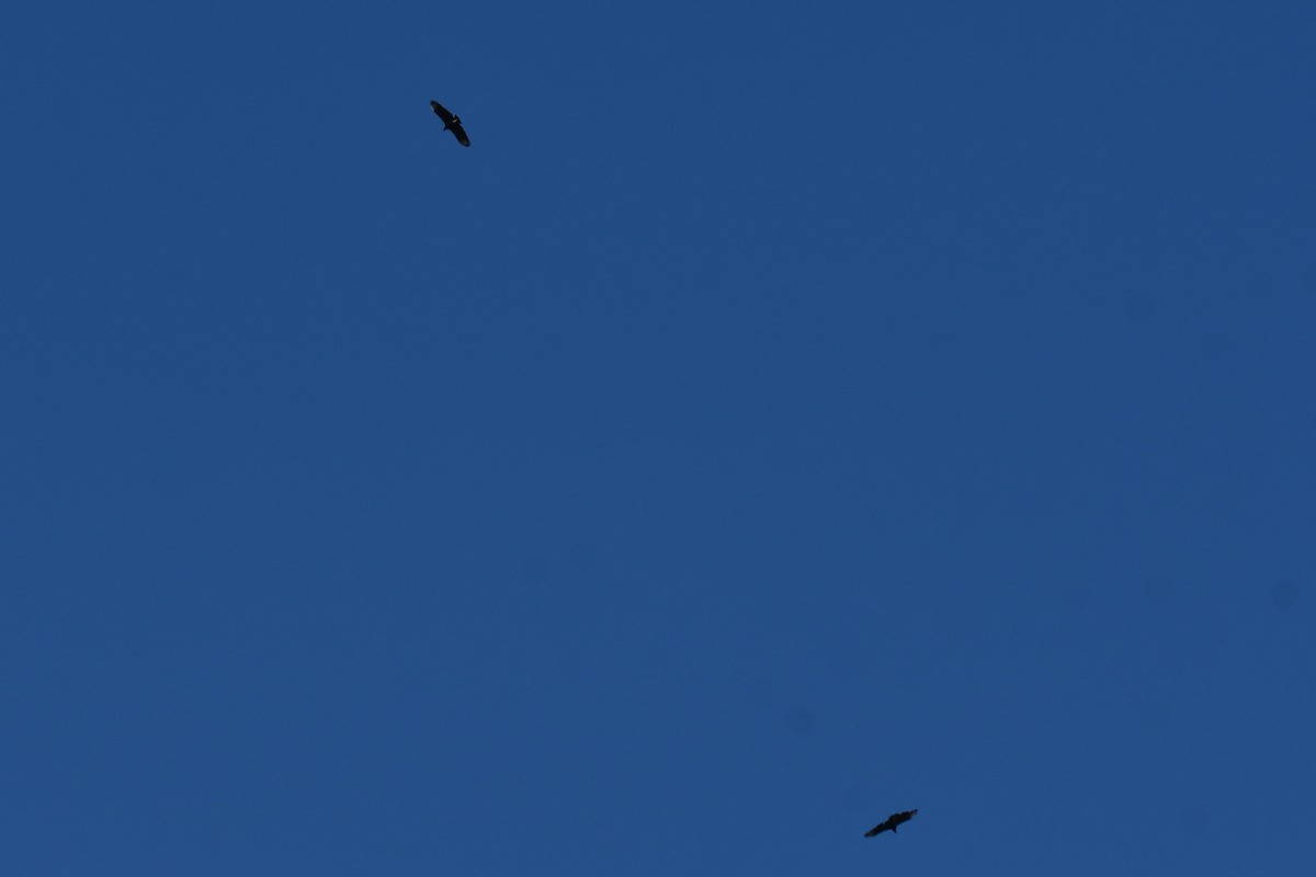 Black Vulture - ML642057170