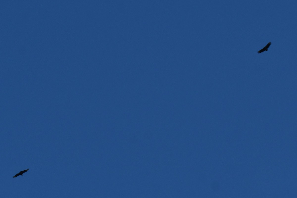 Black Vulture - ML642057171
