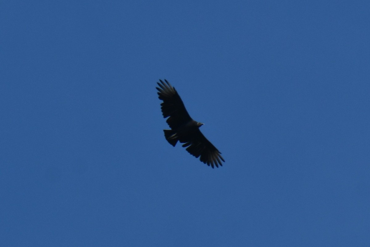 Black Vulture - ML642057172