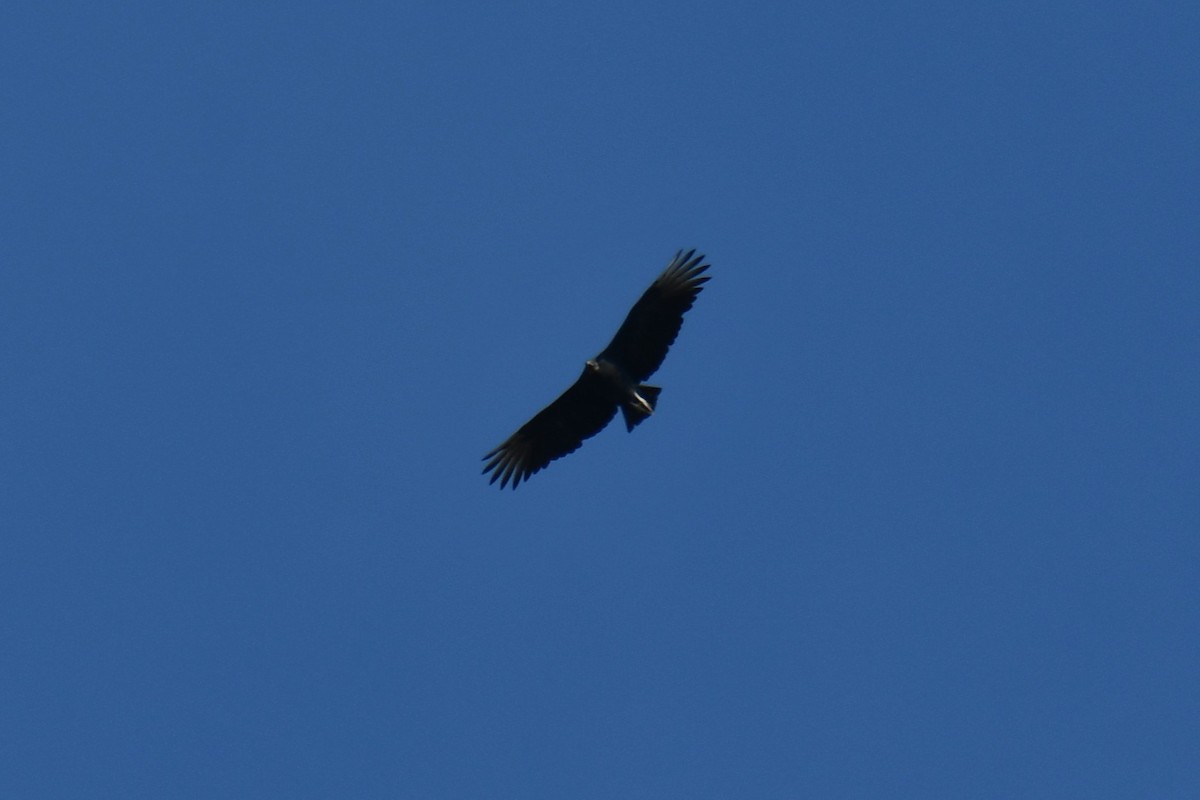 Black Vulture - ML642057173