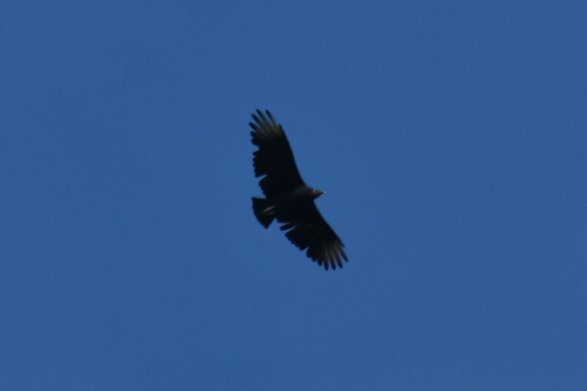 Black Vulture - ML642057174