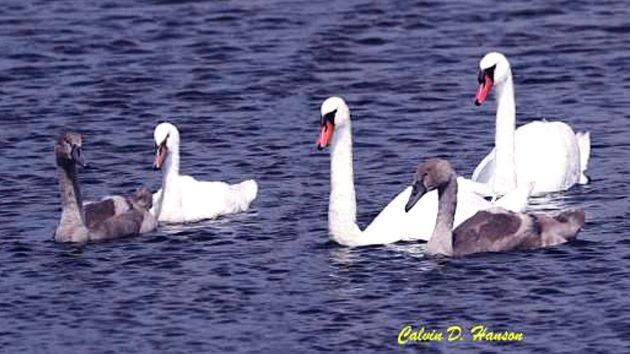 Cigno reale - ML642057175