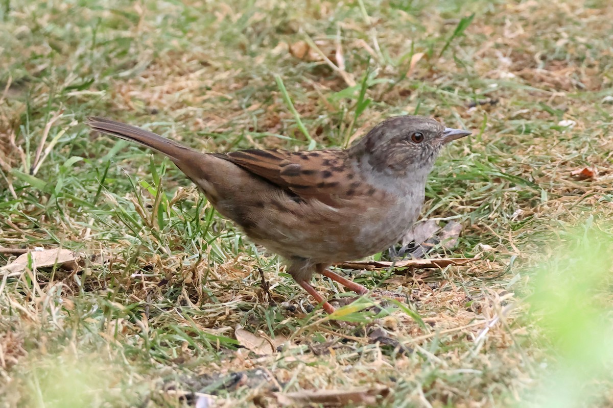 Passera scopaiola - ML642057182