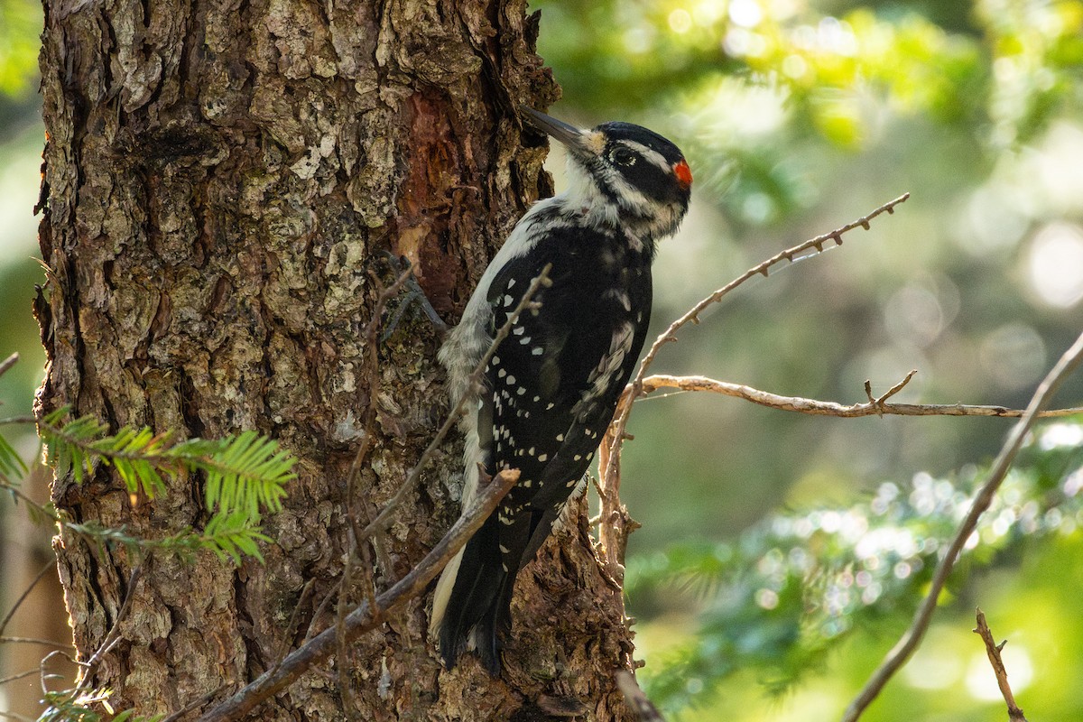 Hairy Woodpecker - ML642057185