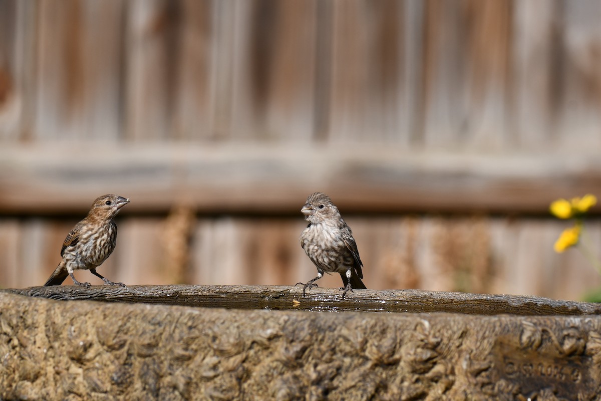 House Finch - ML642057186