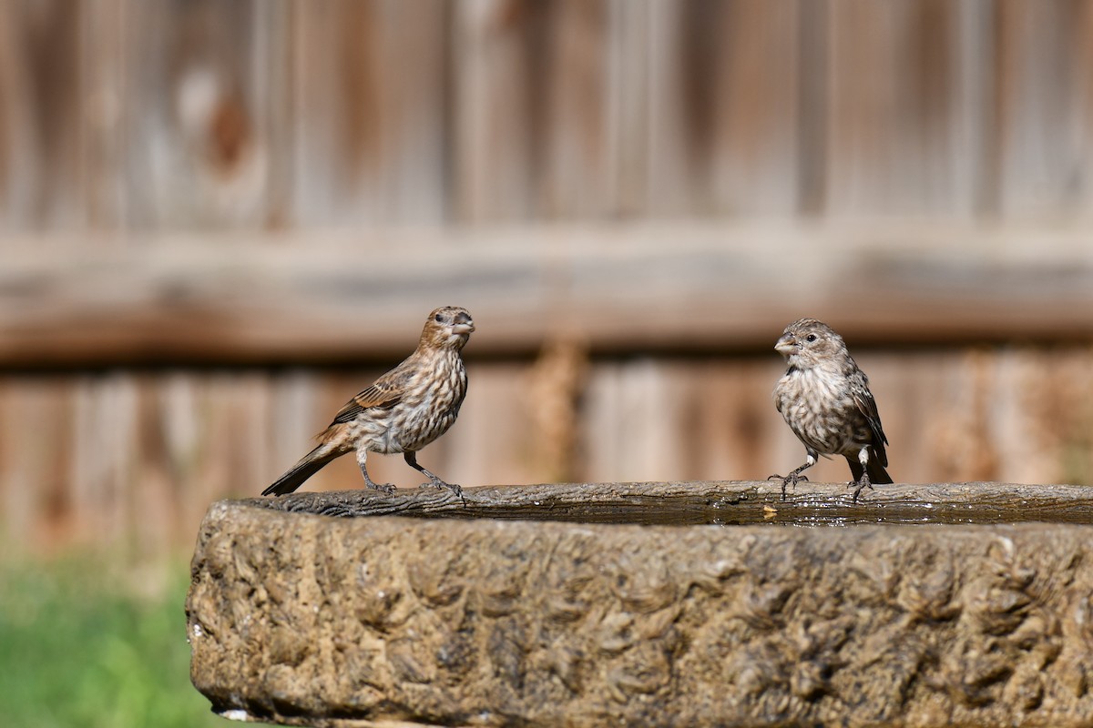House Finch - ML642057187