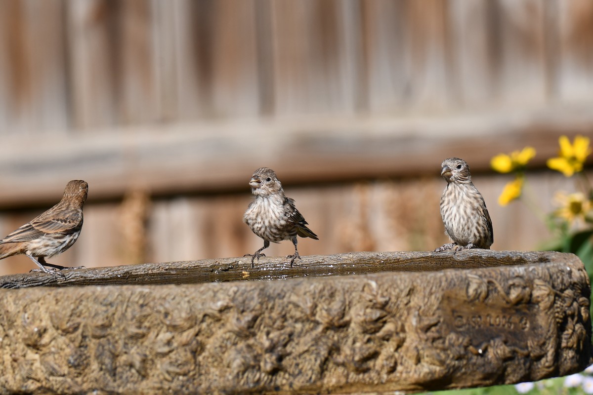 House Finch - ML642057188