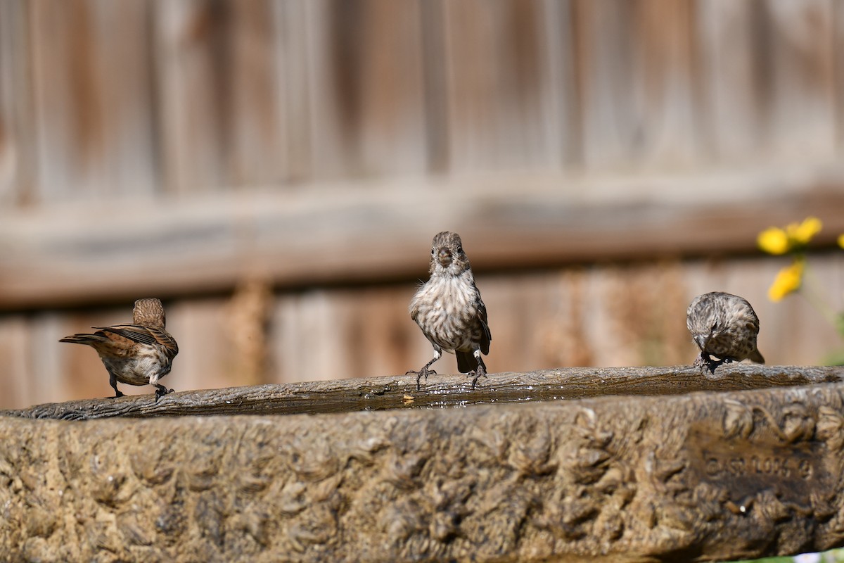 House Finch - ML642057189