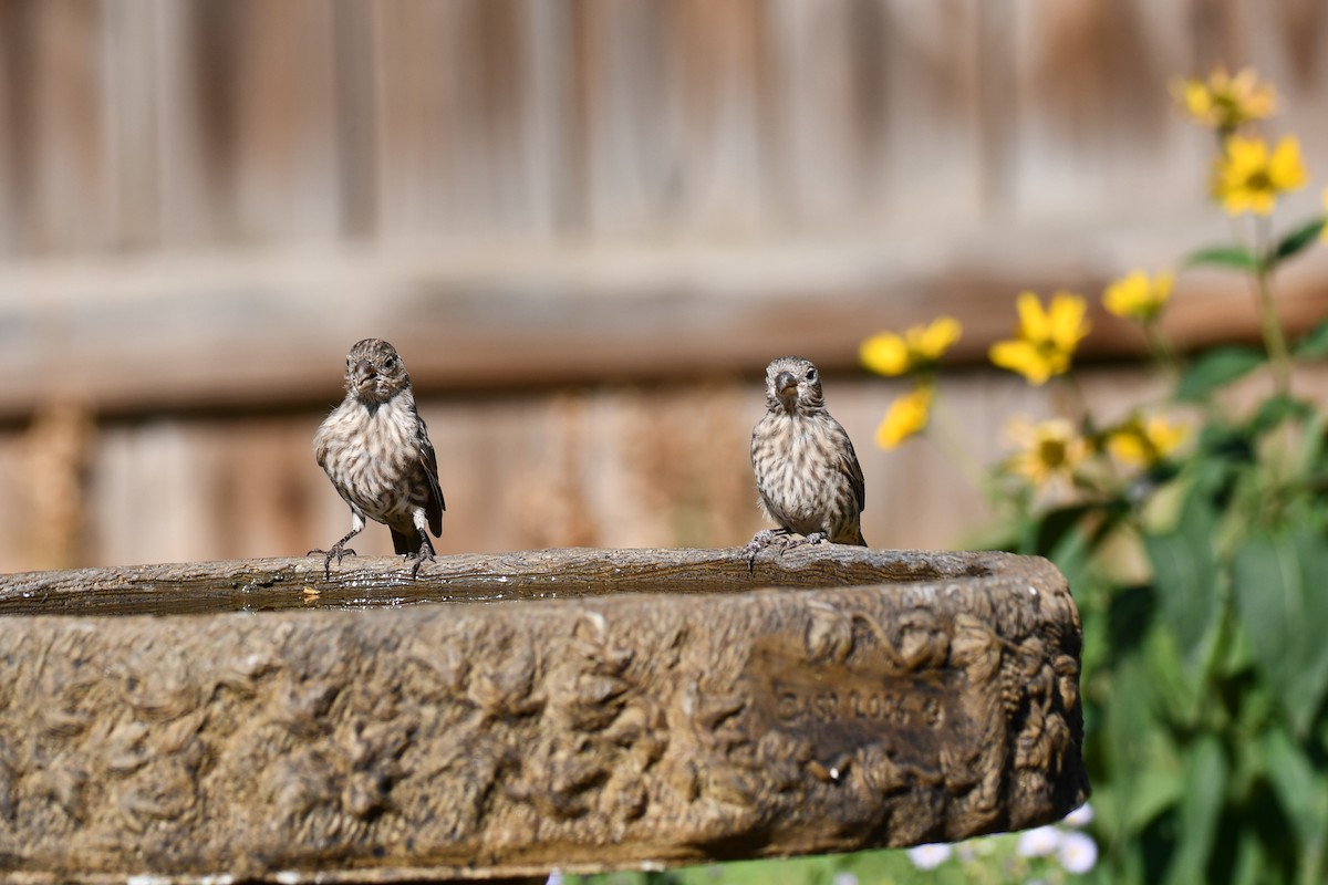 House Finch - ML642057190