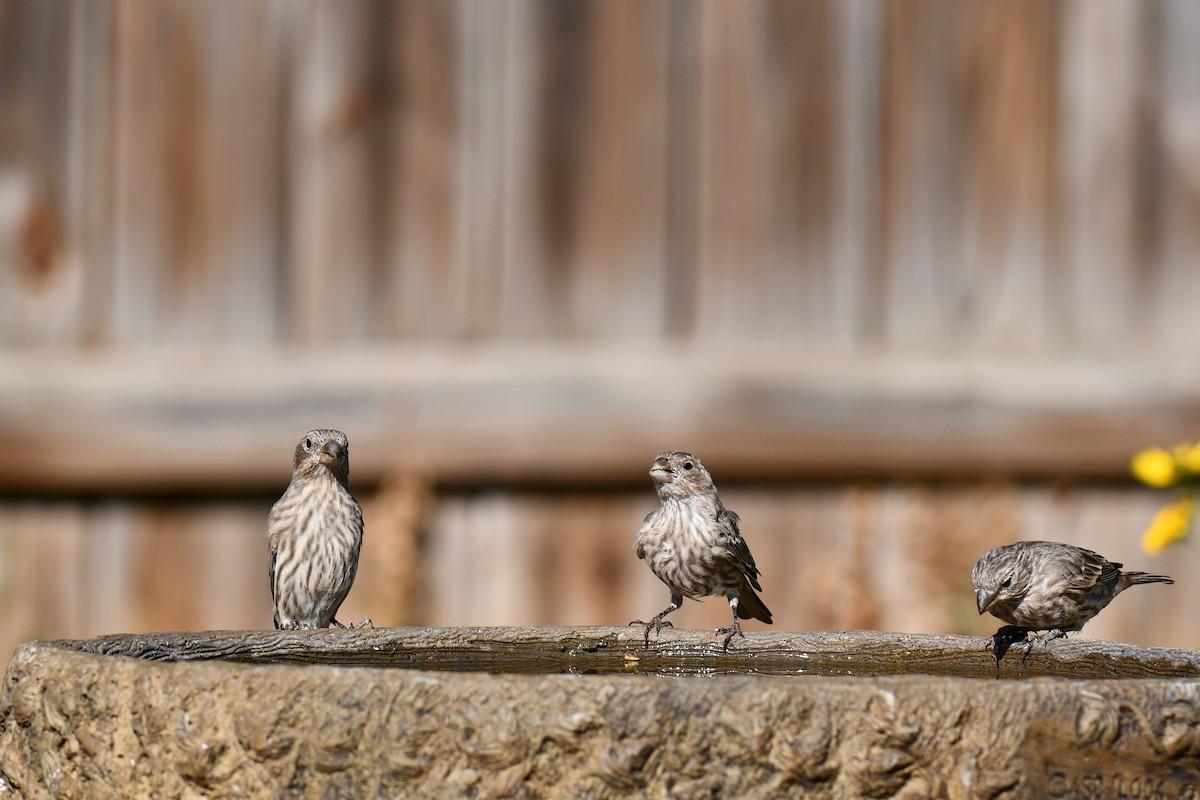 House Finch - ML642057192
