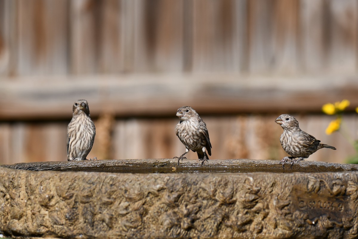 House Finch - ML642057193