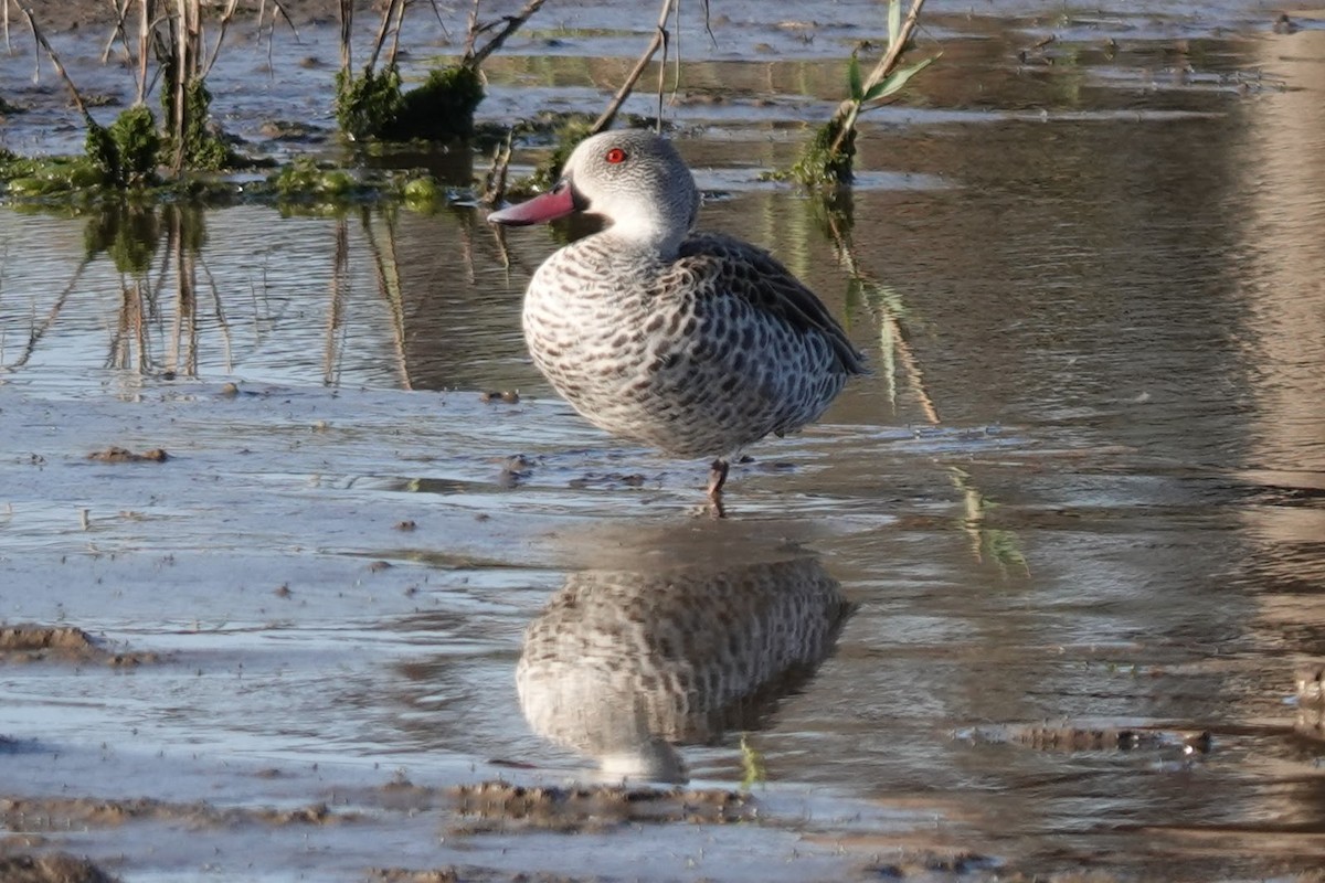 Cape Teal - ML642057196