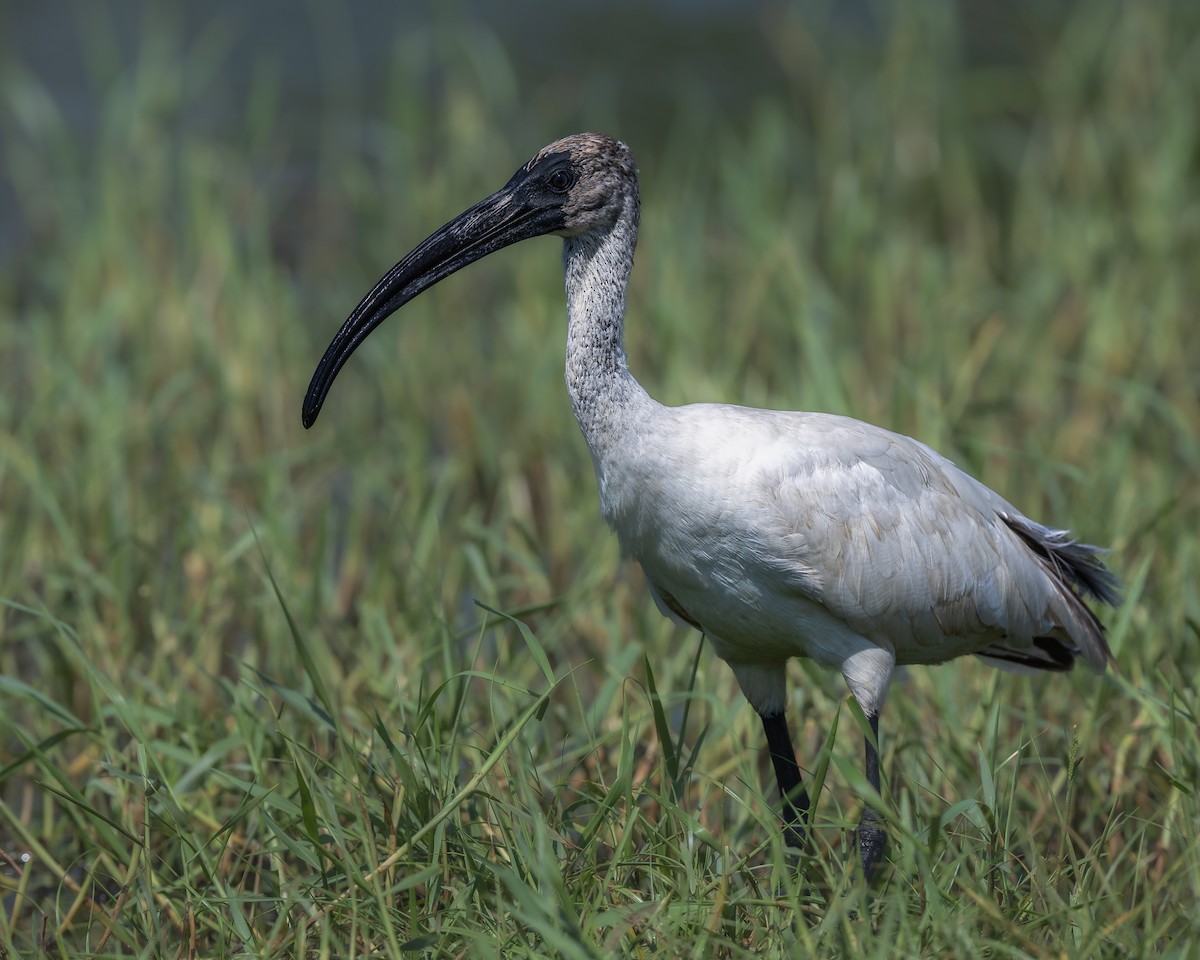 Black-headed Ibis - ML642057197