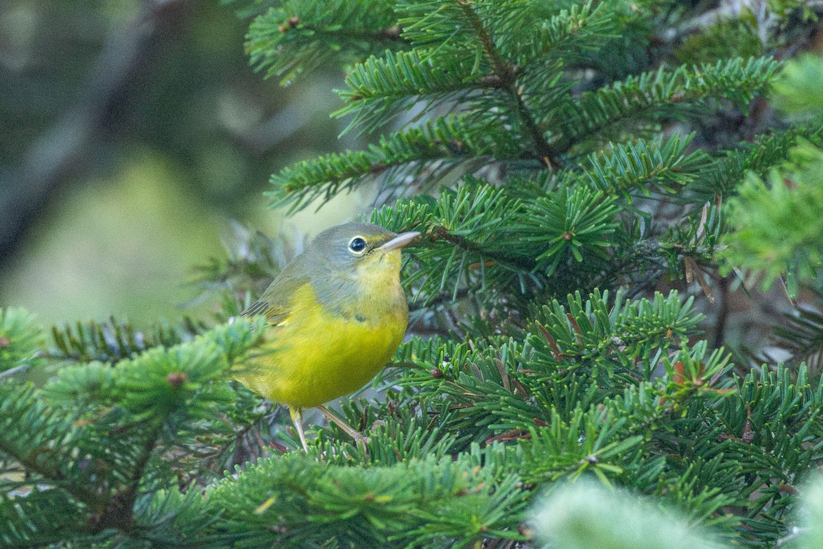 Mourning Warbler - ML642057198