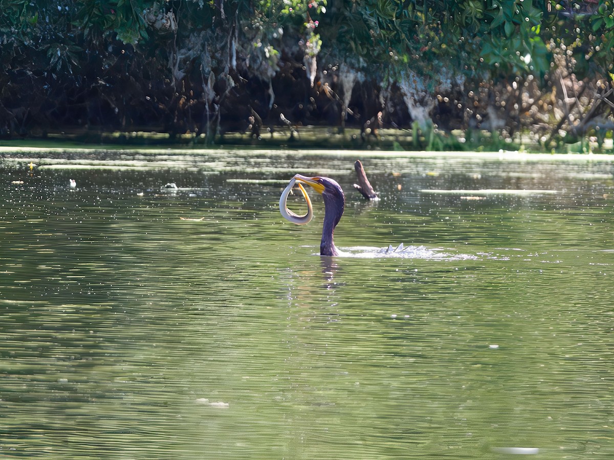 Double-crested Cormorant - ML642057200