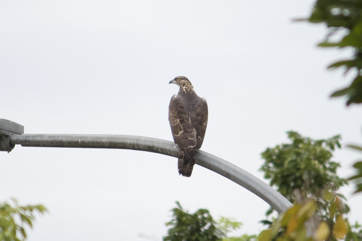 Oriental Honey-buzzard - ML642057206