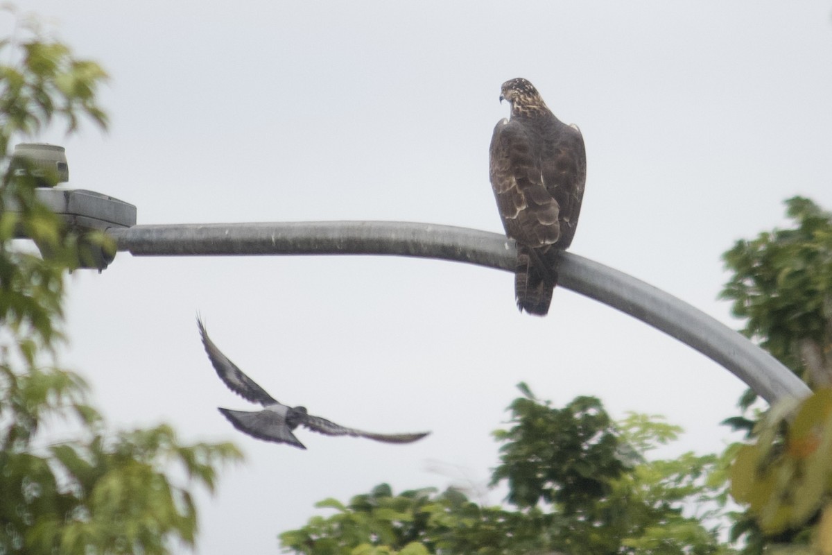 Oriental Honey-buzzard - ML642057207