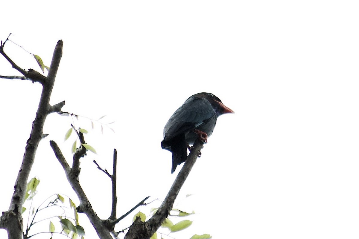 Dollarbird - ML642057212
