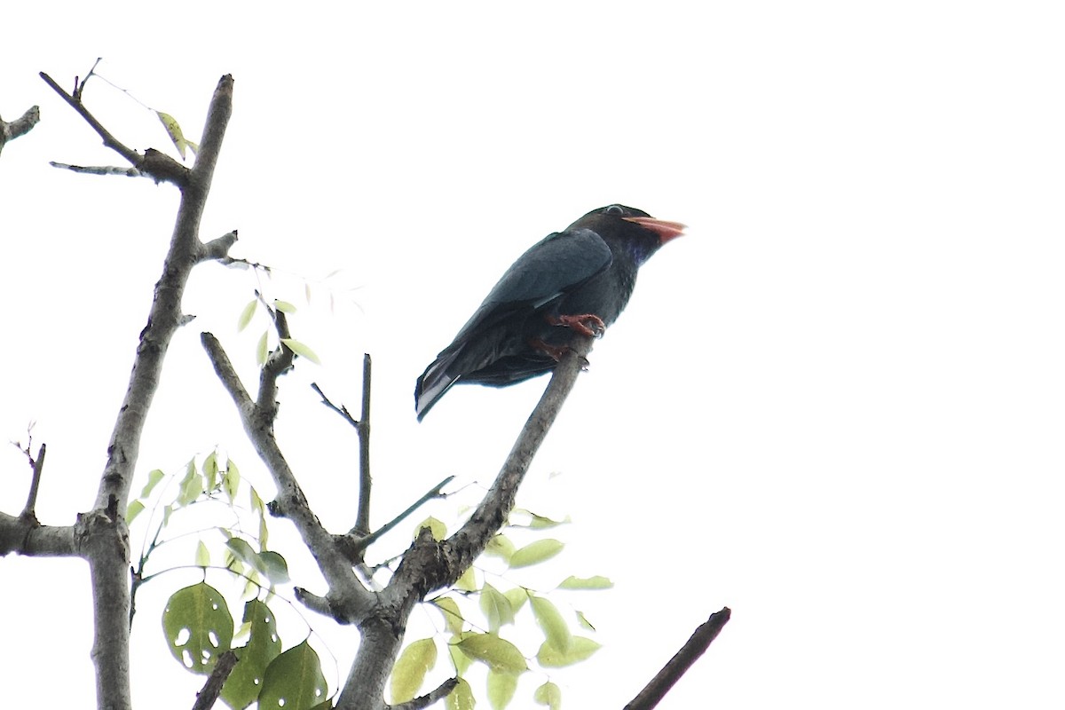 Dollarbird - ML642057213