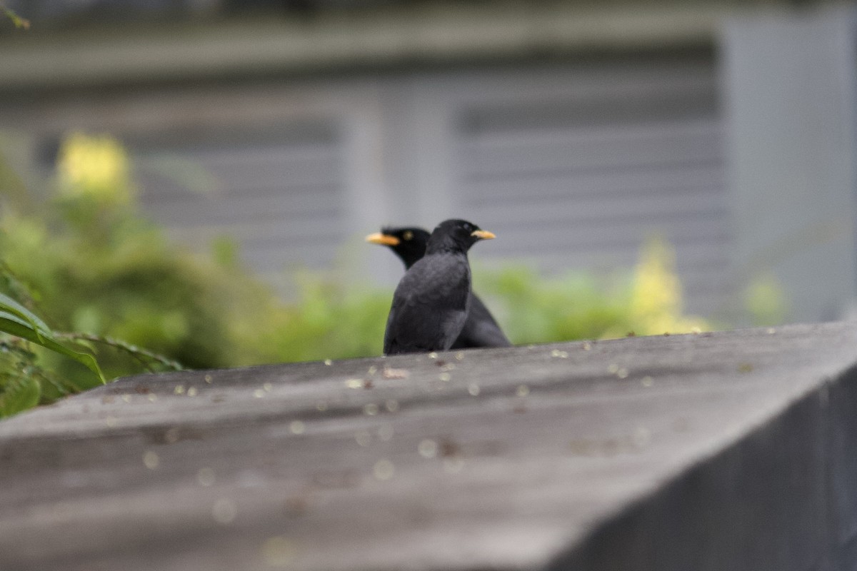 Javan Myna - ML642057218