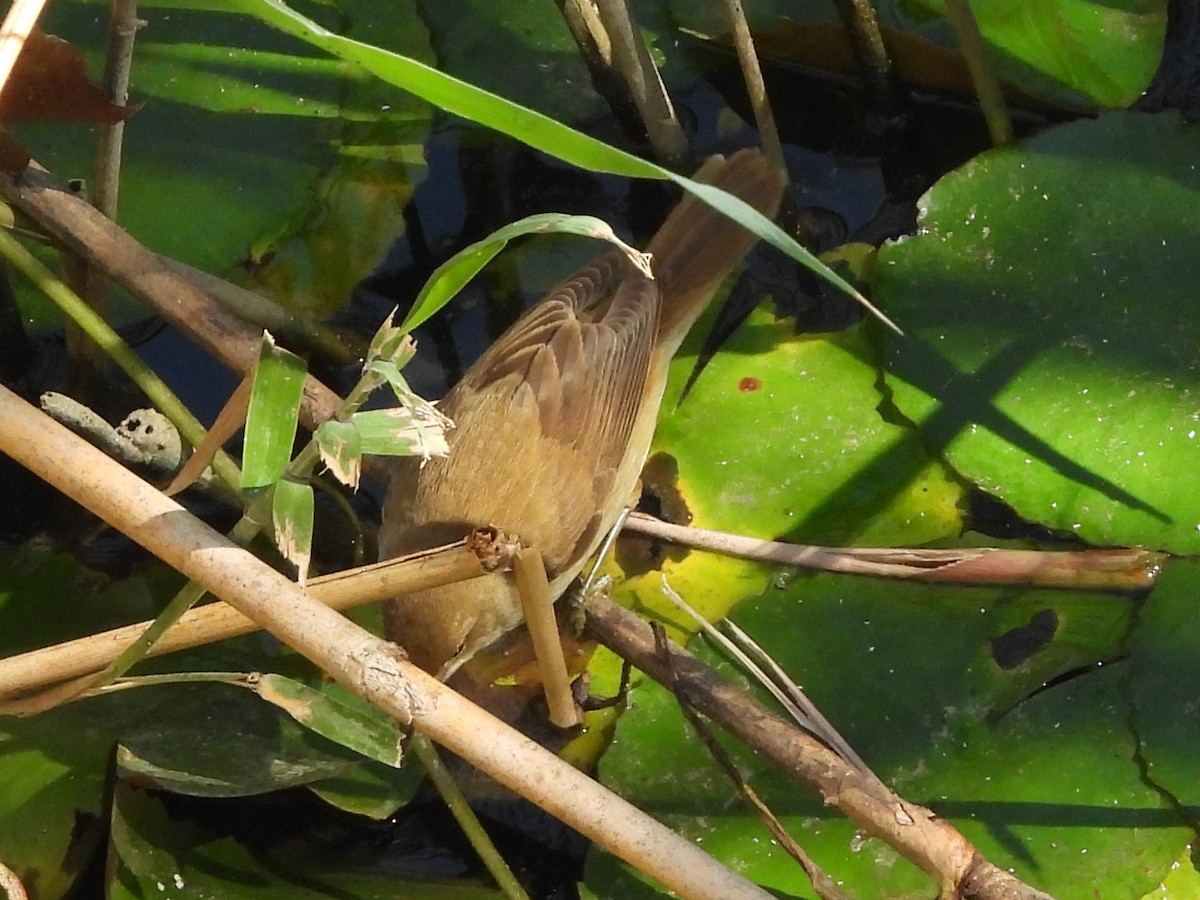 Common Reed Warbler - ML642057224
