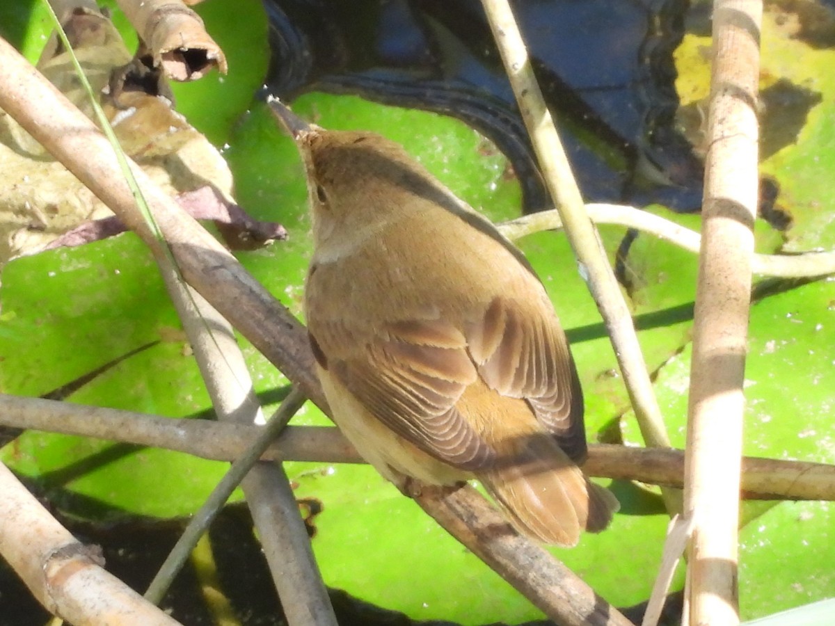 Common Reed Warbler - ML642057226