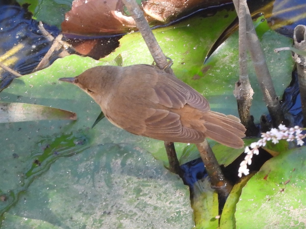Common Reed Warbler - ML642057227
