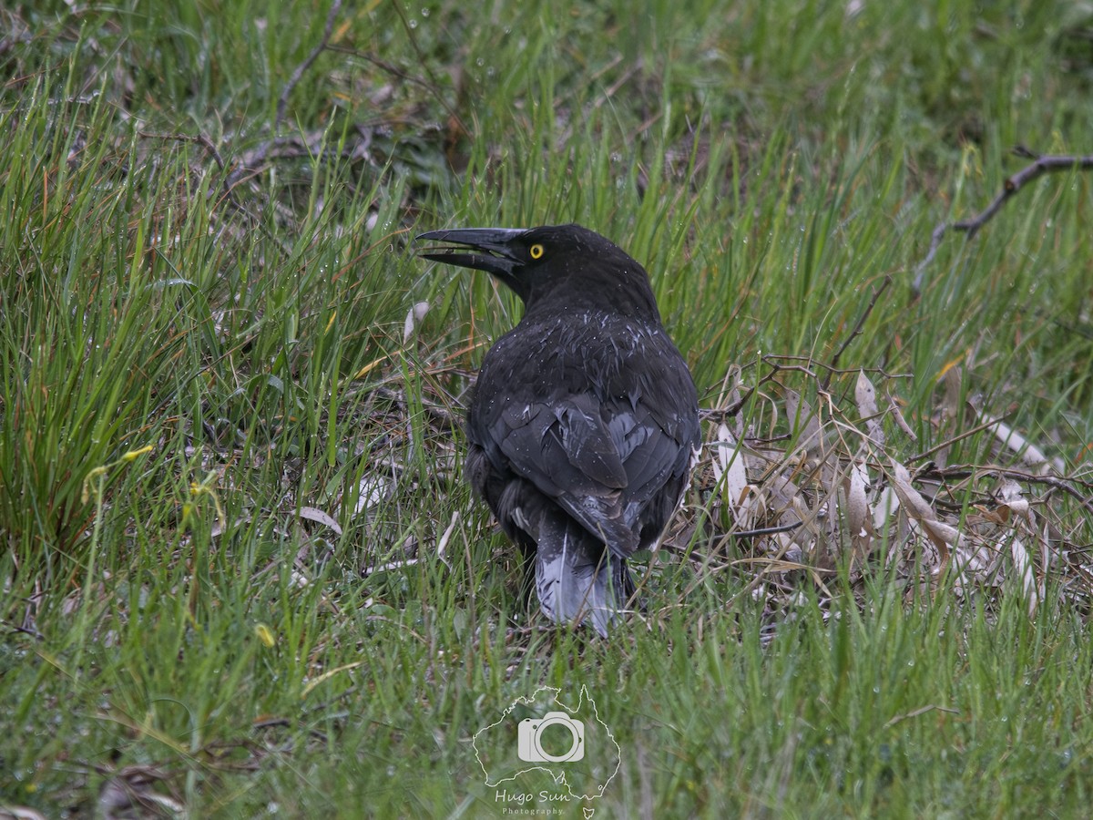 sotkurrawong - ML642057241