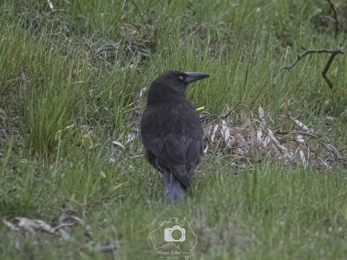 sotkurrawong - ML642057242