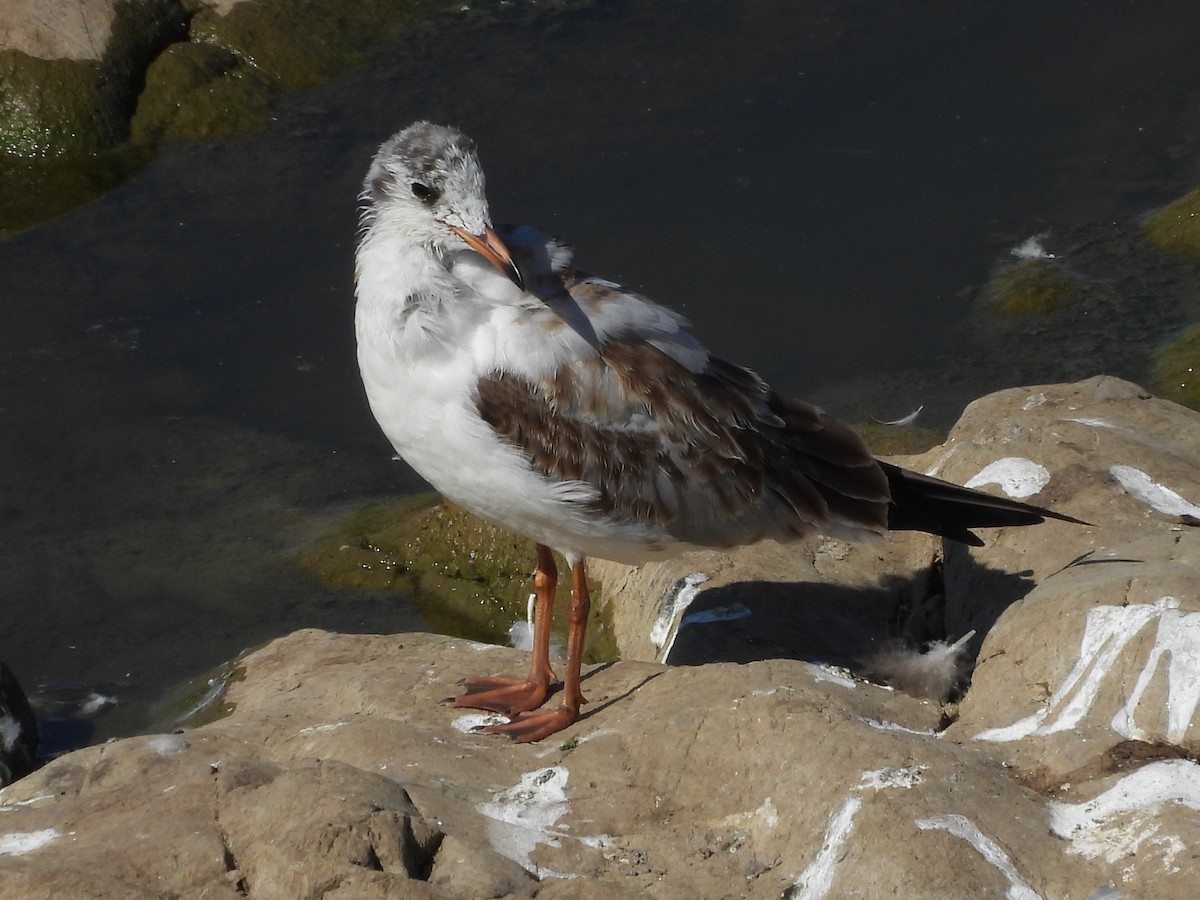Black-headed Gull - ML642057247