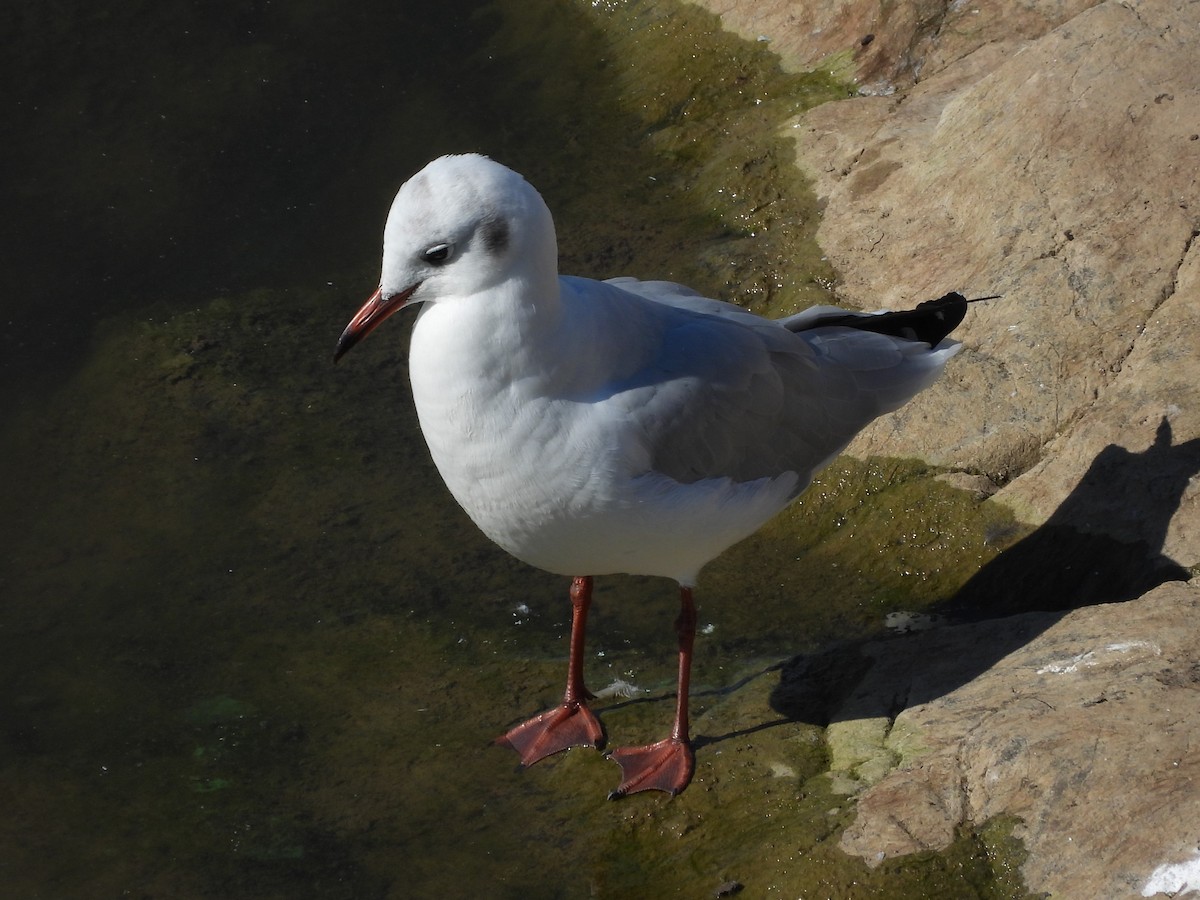 Black-headed Gull - ML642057248
