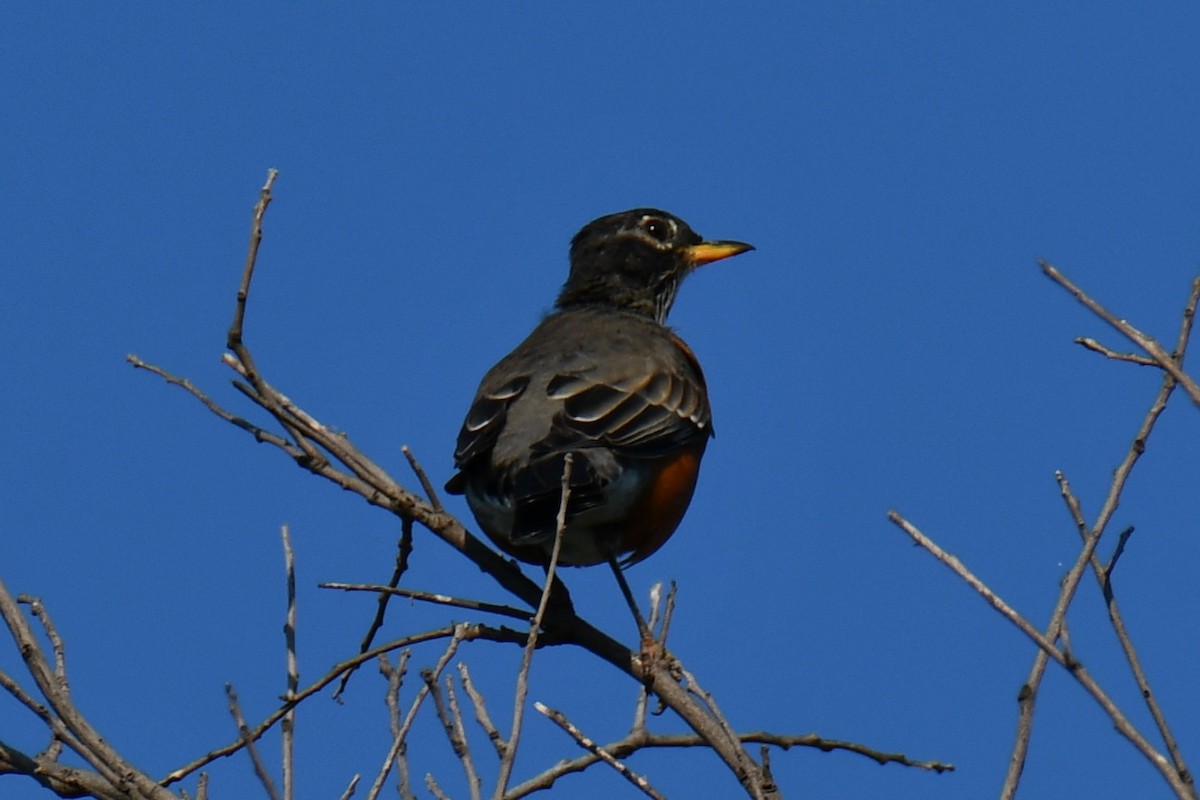 American Robin - ML642057251